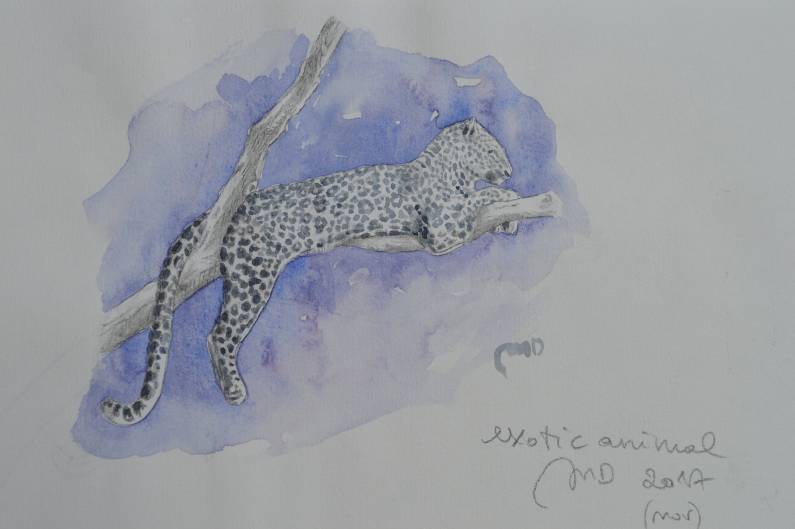 Leopardo