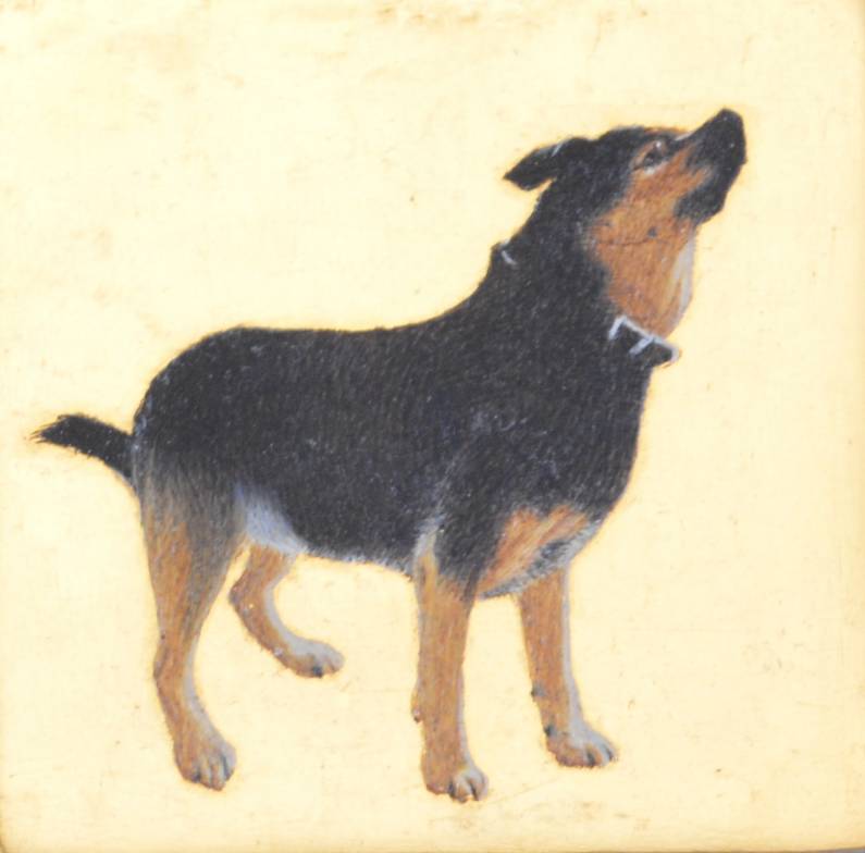Maia