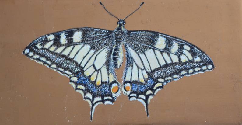 Farfalla
