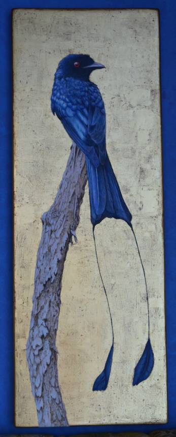 Drongo coda a racchetta