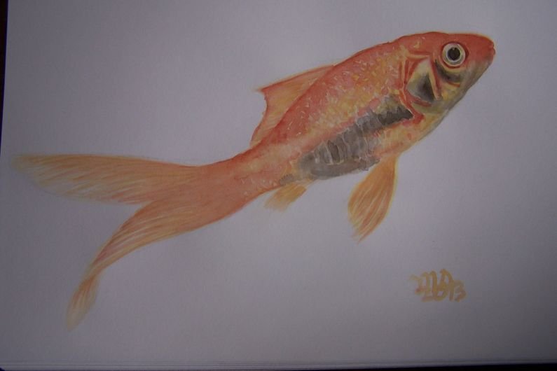 Pesce